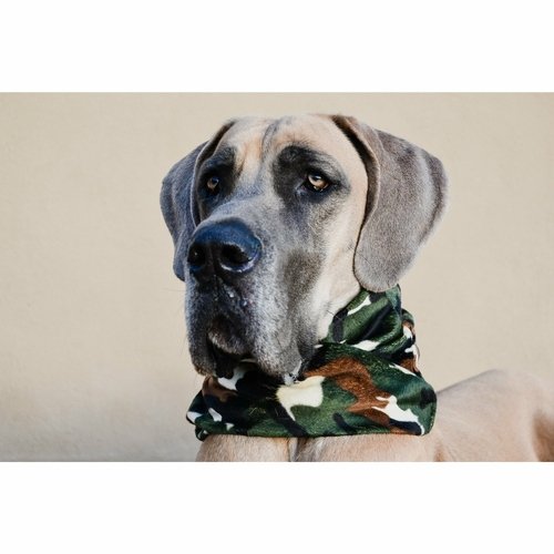 Can't See Me Camo Dog Scarf - Image 5