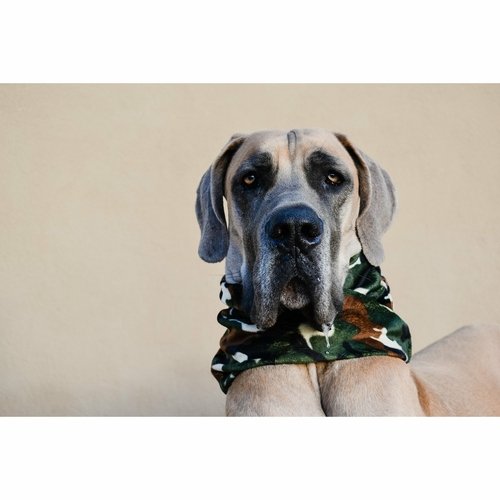 Can't See Me Camo Dog Scarf - Image 4
