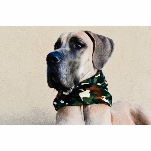 Can't See Me Camo Dog Scarf - Image 3