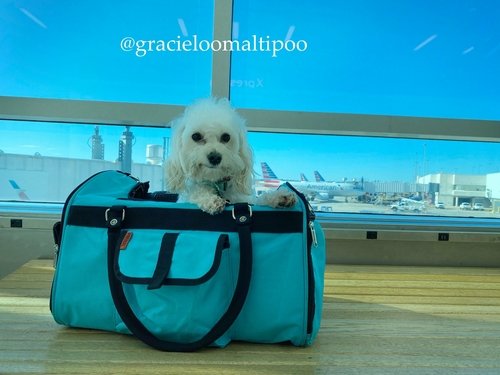 312 Hideaway™ Duffel - Pet Carrier - Image 2