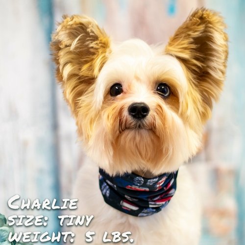 Patriotic Pup Pup Scruff - Image 3