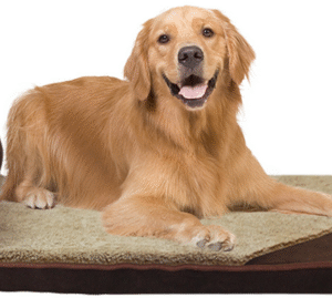 Rectangle bed with Cushion with Pillow Washable